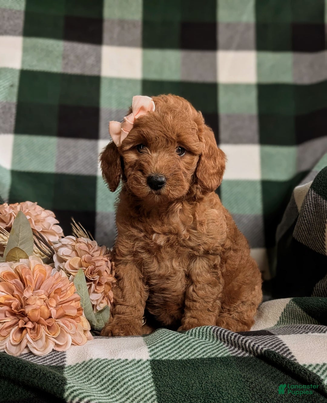  dogs for sale: Mini Goldendoodle 4 puppies - Image 9