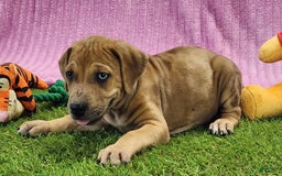 Catahoula Leopard Dog dogs for sale: Duchess 2025 Female 4 - Image 8