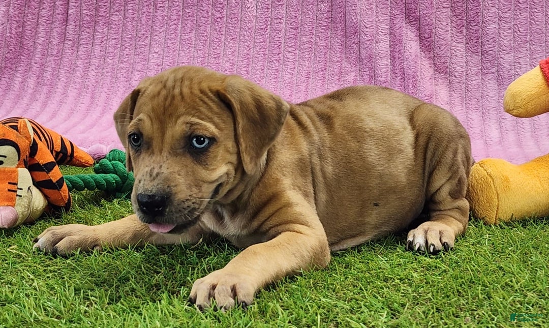 Catahoula Leopard Dog dogs for sale: Duchess 2025 Female 4 - Image 8