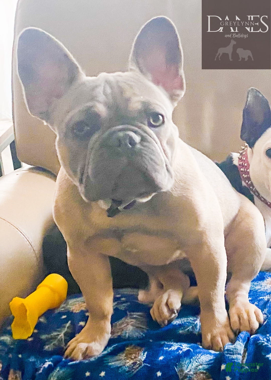 French Bulldog dogs for sale: Eagle Blue Merle Female - Image 3