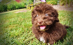 Havapoo dogs for sale: Humble - Image 13