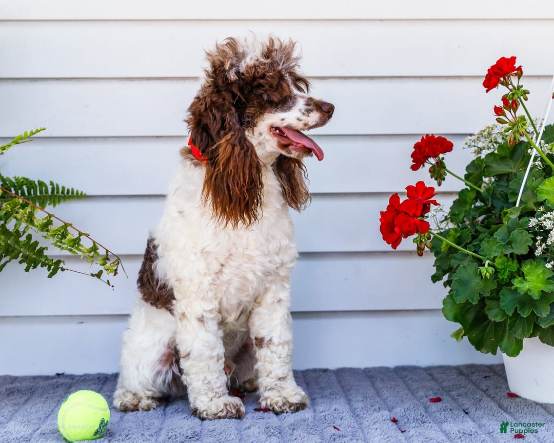 Cocker Spaniel dogs for sale: Charles - Image 6