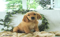 Golden Retriever dogs for sale: Adam - Image 9