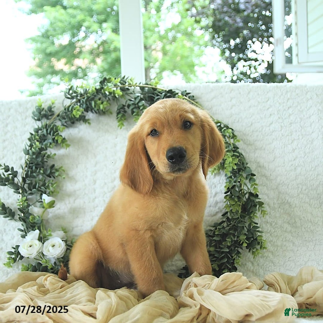 Golden Retriever dogs for sale: Adam - Image 9