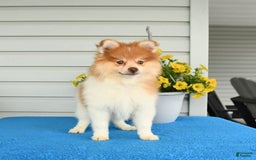 Pomeranian dogs for sale: Hearty - Image 8