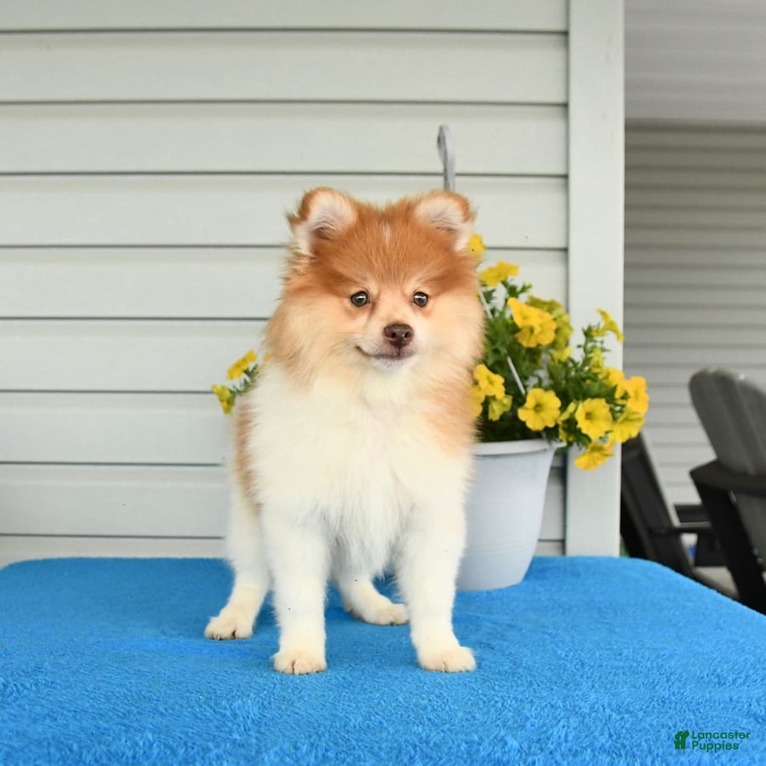 Pomeranian dogs for sale: Hearty - Image 8