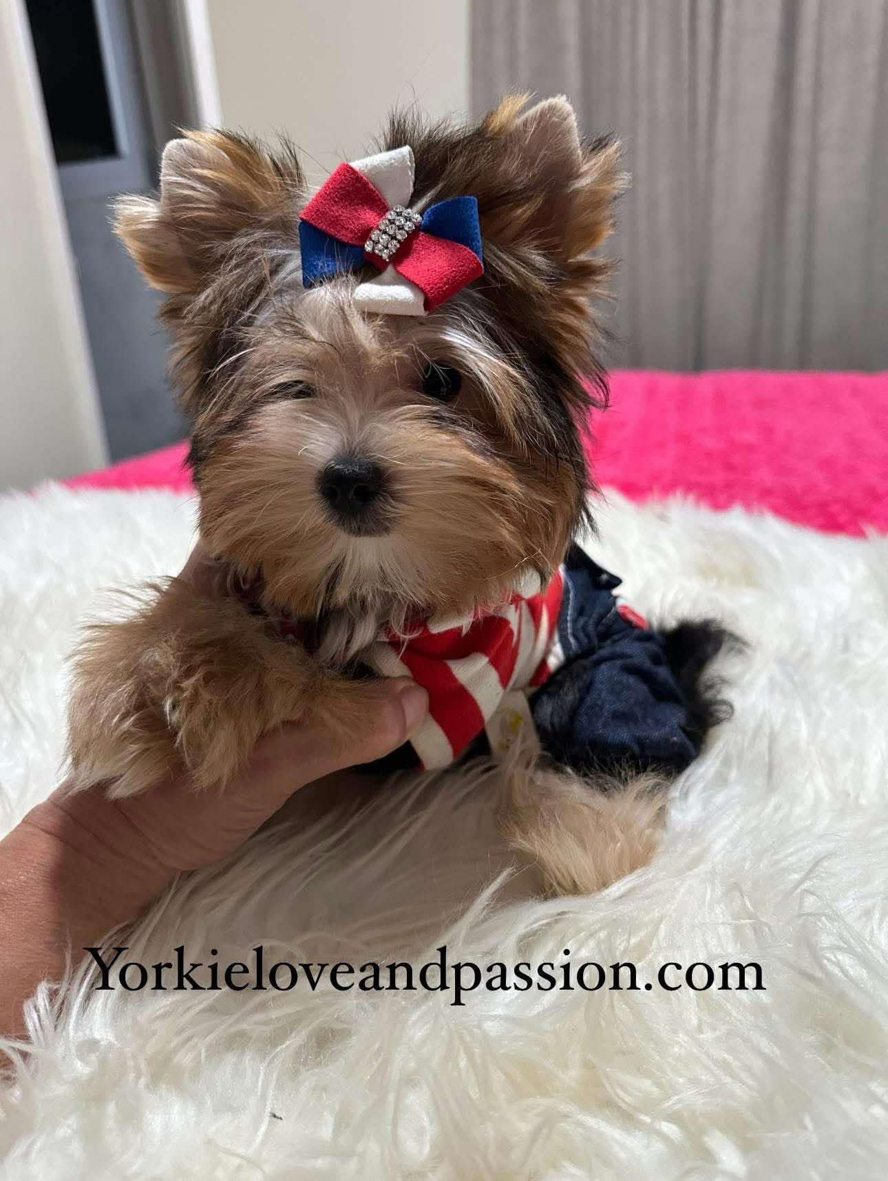 Yorkshire Terrier dogs for sale: Yorkshire Terrier 5 puppies - Image 1