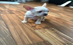 French Bulldog dogs for sale: Bluey - Image 3