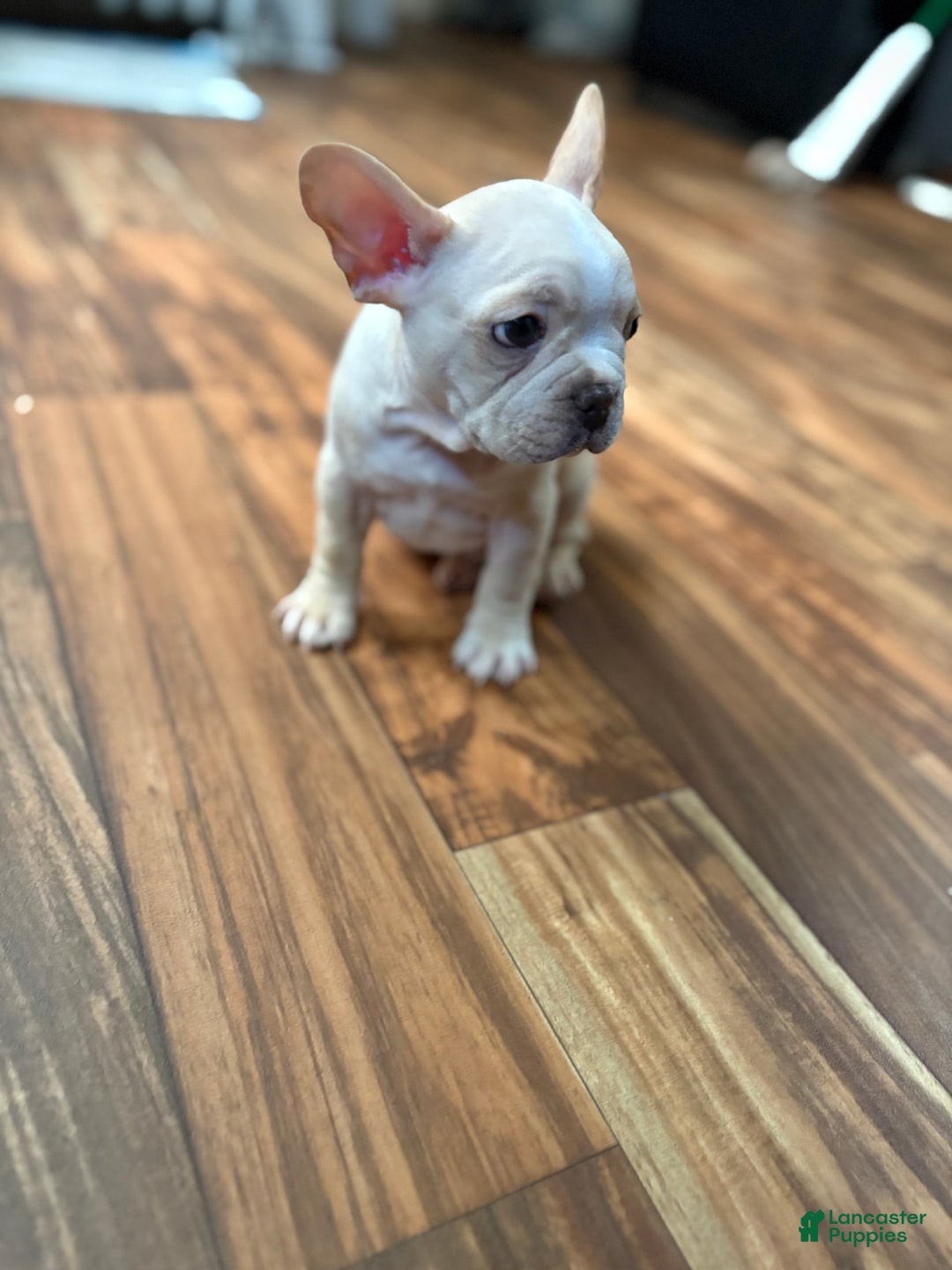 French Bulldog dogs for sale: Bluey - Image 3