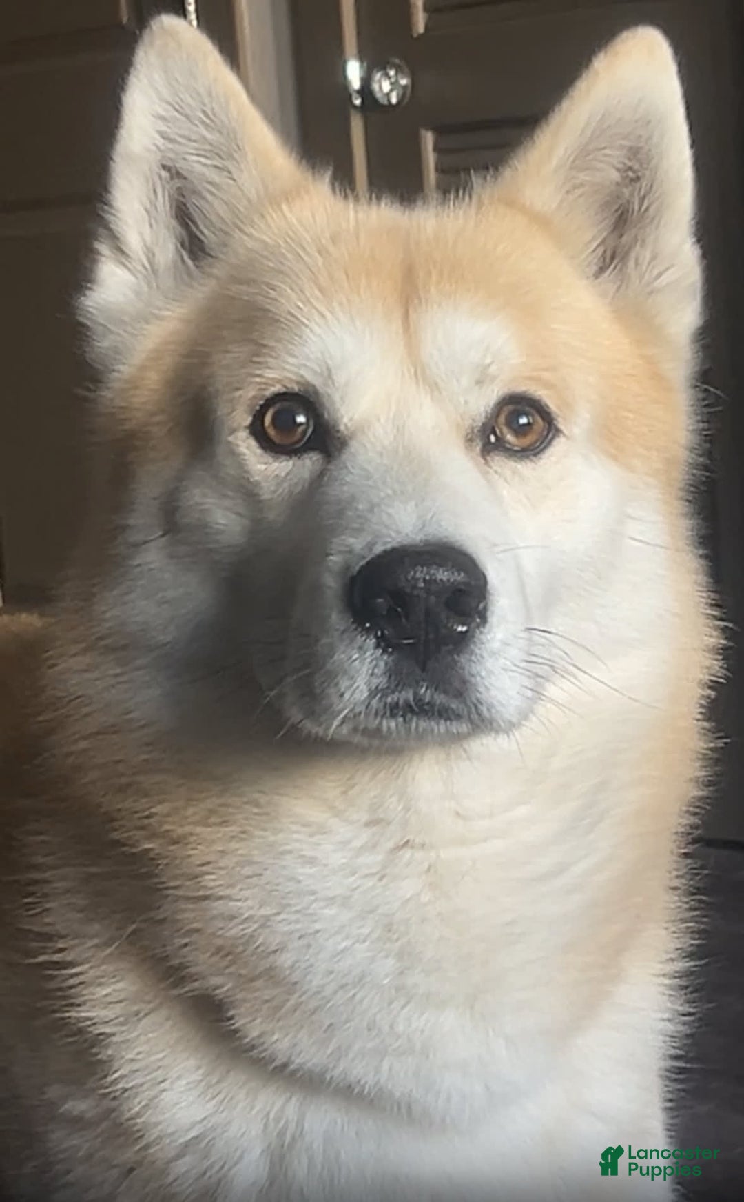 Siberian Husky dogs for sale: Boy Puppy - Image 10