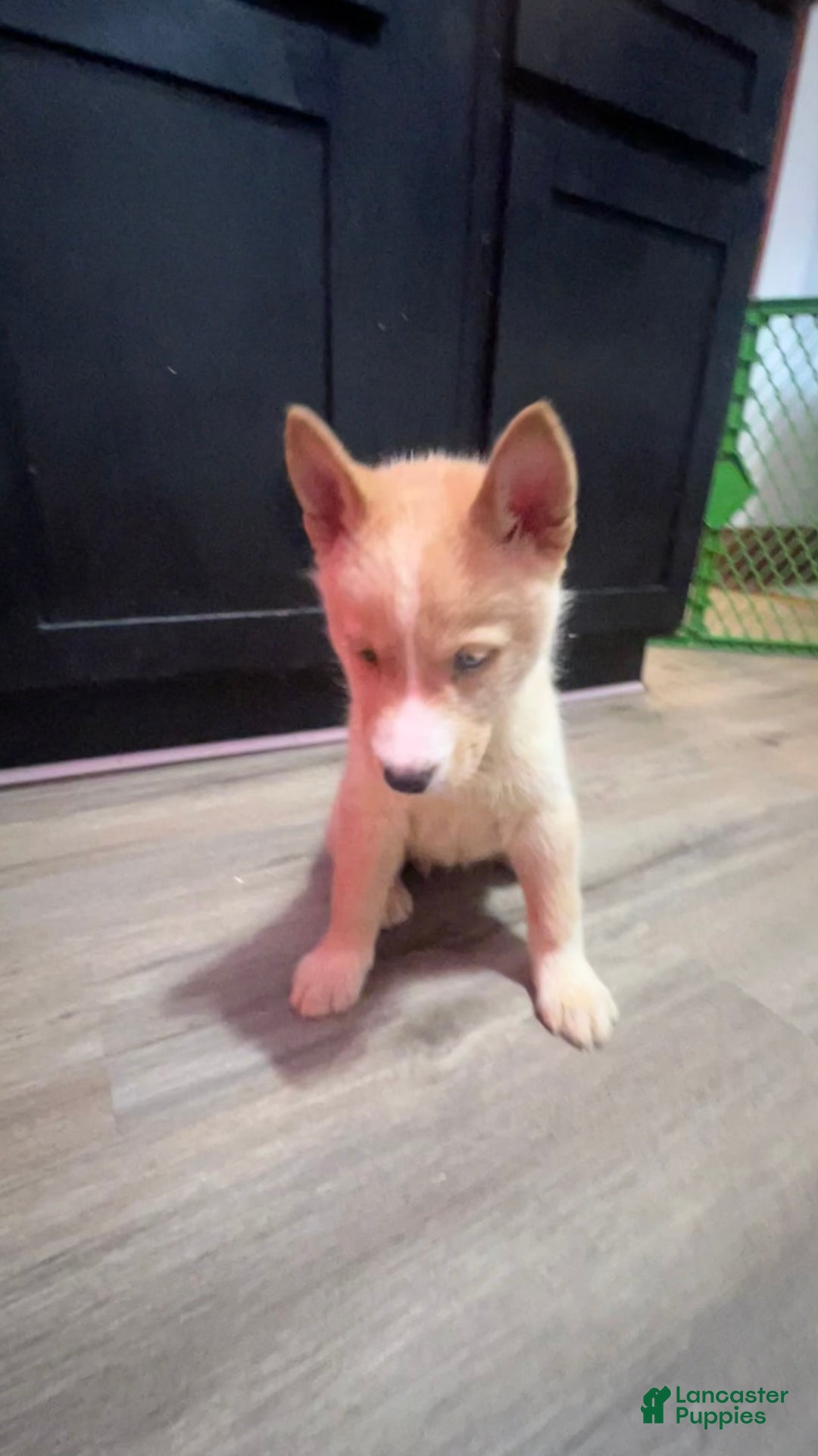 Siberian Husky dogs for sale: Cream - Image 1
