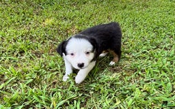 Australian Shepherd dogs for sale: Lilly - Image 4