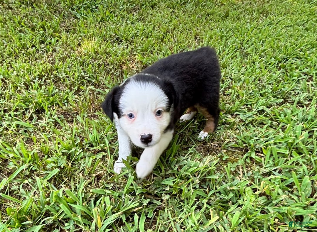 Australian Shepherd dogs for sale: Lilly - Image 4
