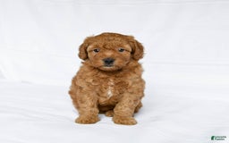 Miniature Poodle dogs for sale: Lizzie - Image 2