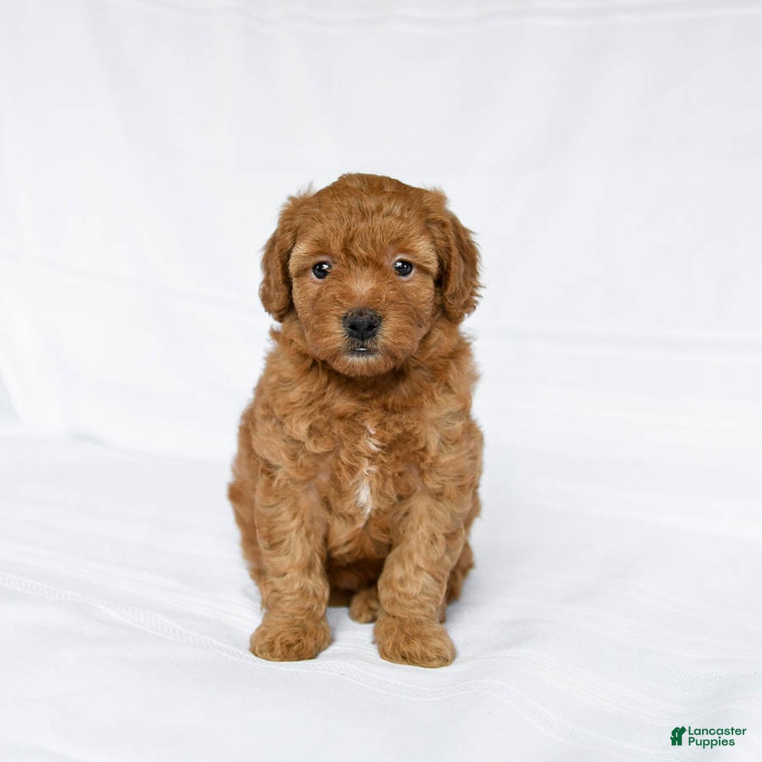 Miniature Poodle dogs for sale: Lizzie - Image 2