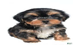 Shorkie dogs for sale: Wren - Image 5