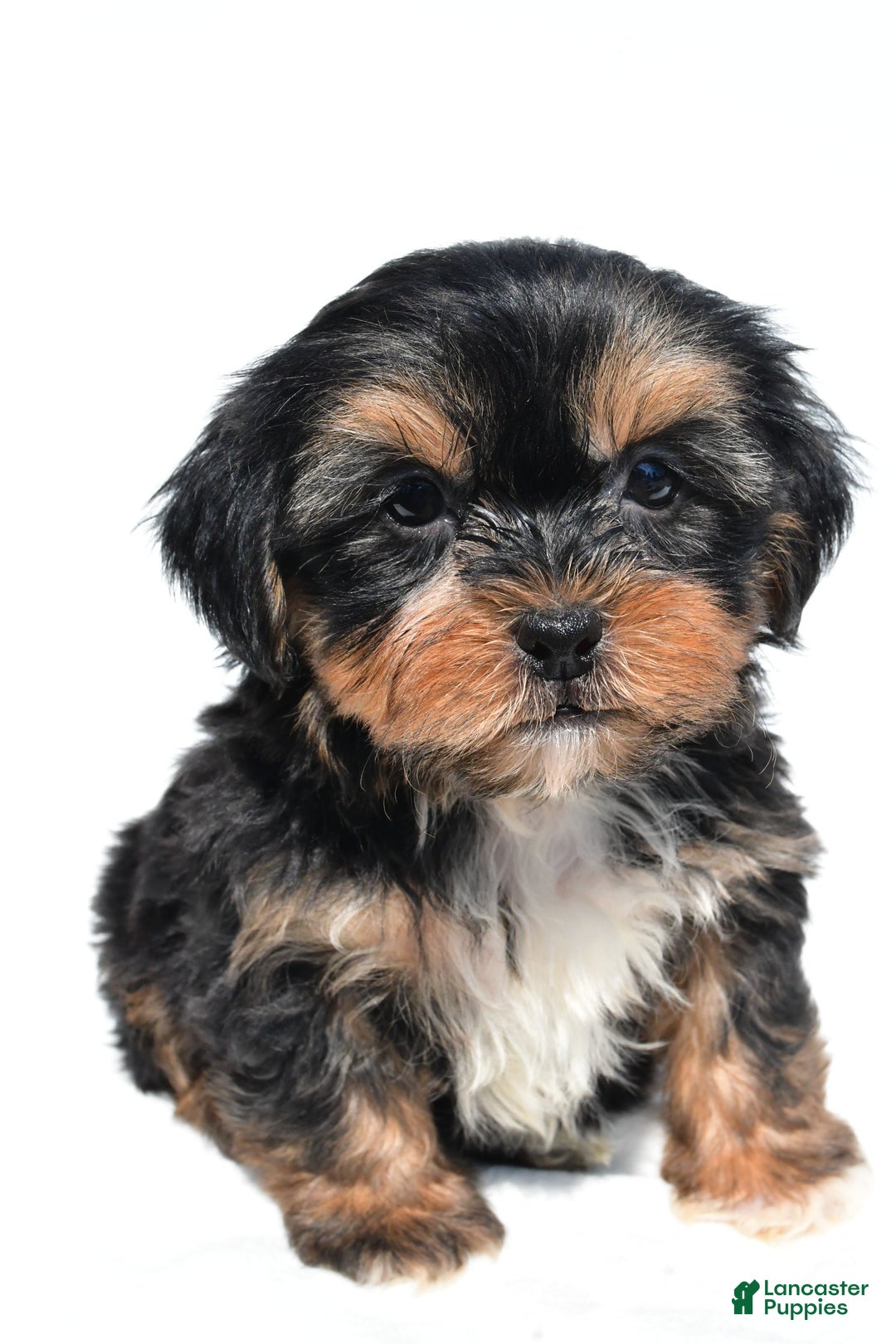Shorkie dogs for sale: Wren - Image 5