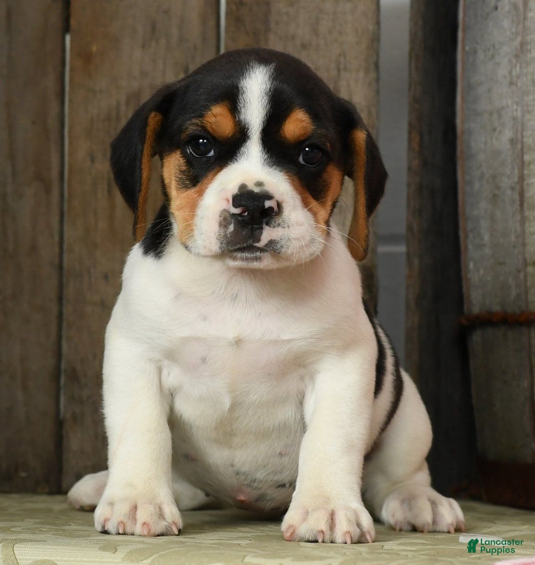 Beabull dogs for sale: Wendy - Image 9