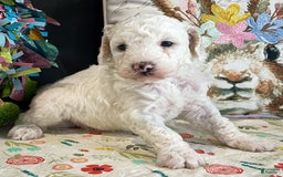 Miniature Poodle dogs for sale: Zella - Image 12