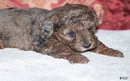 Yorkiepoo dogs for sale: Petunia - Image 9