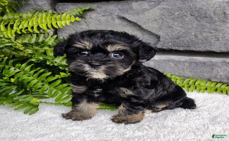 Havapoo dogs for sale - Ad 3