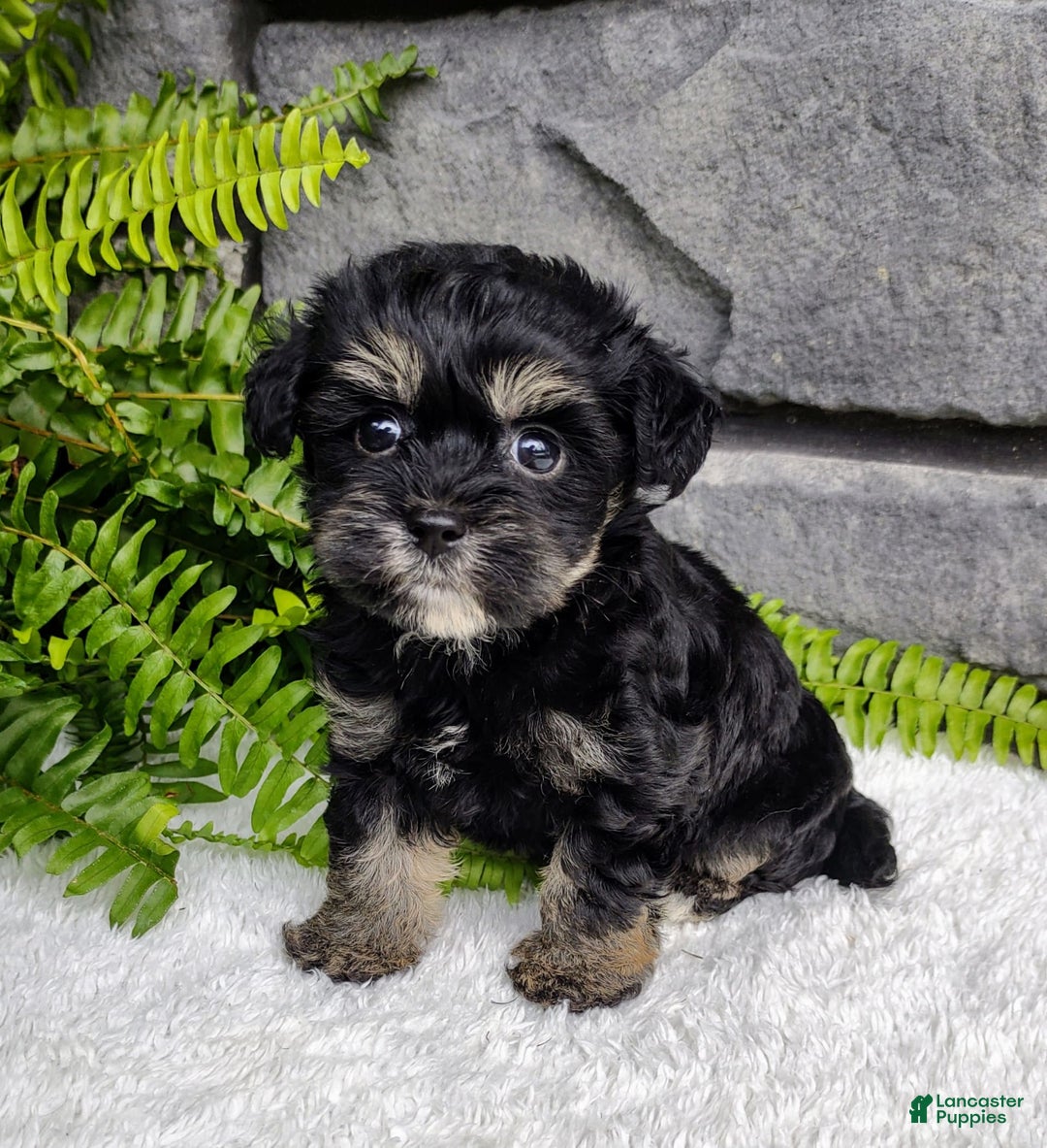 Havapoo dogs for sale: Callie - Image 1