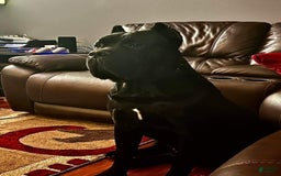 Cane Corso dogs for sale: Black - Image 23