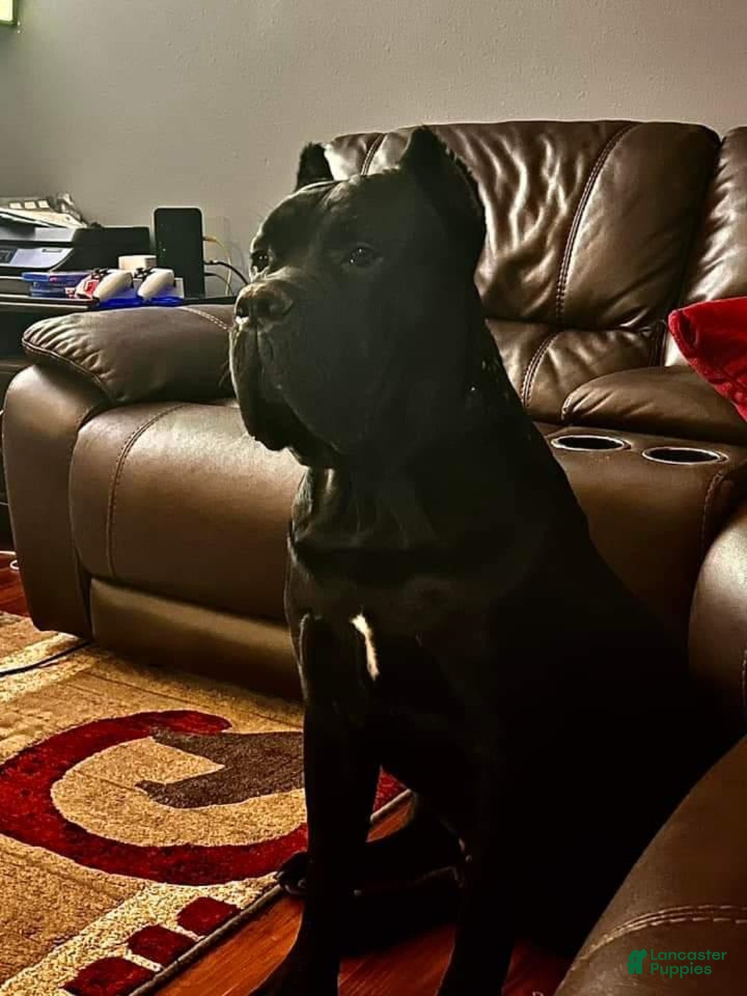 Cane Corso dogs for sale: Black - Image 23