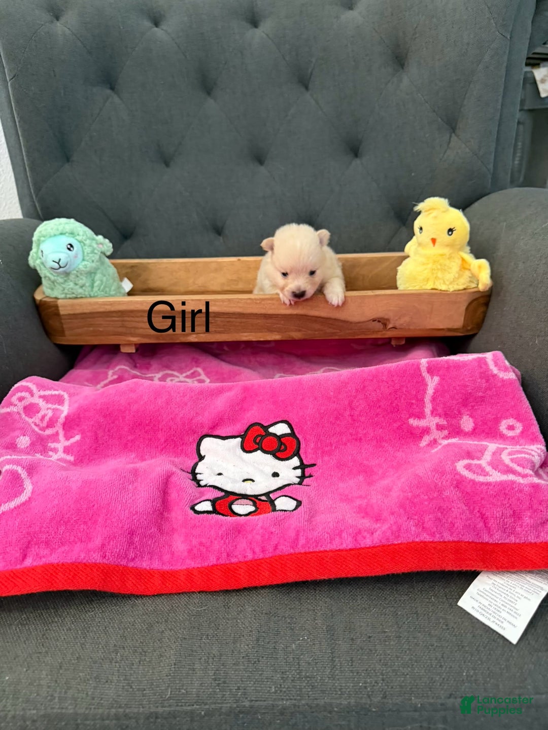 Pomeranian dogs for sale: Willow - Image 1