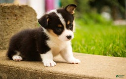 Welsh Corgi Pembroke dogs for sale: Mousse - Image 4