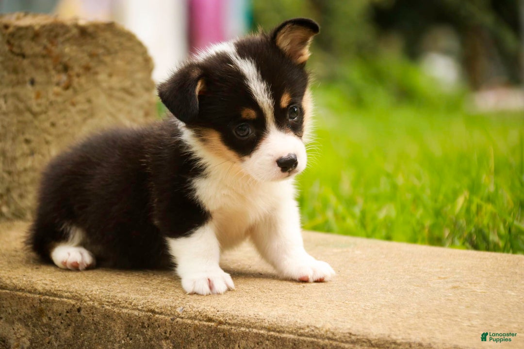 Welsh Corgi Pembroke dogs for sale: Mousse - Image 4