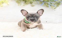 French Bulldog dogs for sale: Tessa - Image 1