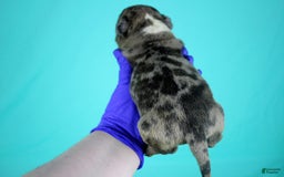 American Bully dogs for sale: Black Brindle Merle Male - Image 3