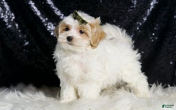 Maltipoo dogs for sale: Astro - Image 5
