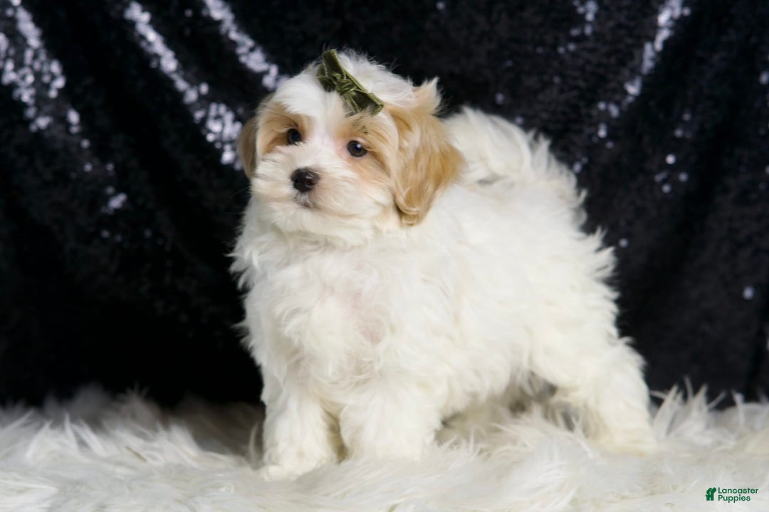 Maltipoo dogs for sale: Astro - Image 5