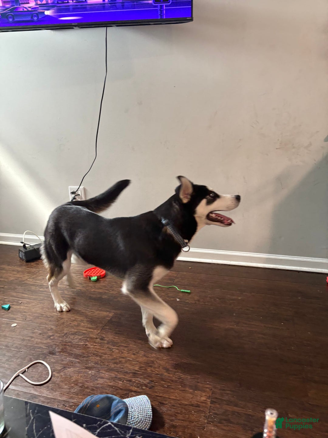 Siberian Husky dogs for sale: Syre - Image 3