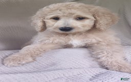 Goldendoodle dogs for sale: Mini Goldendoodle F1b2 - Image 3