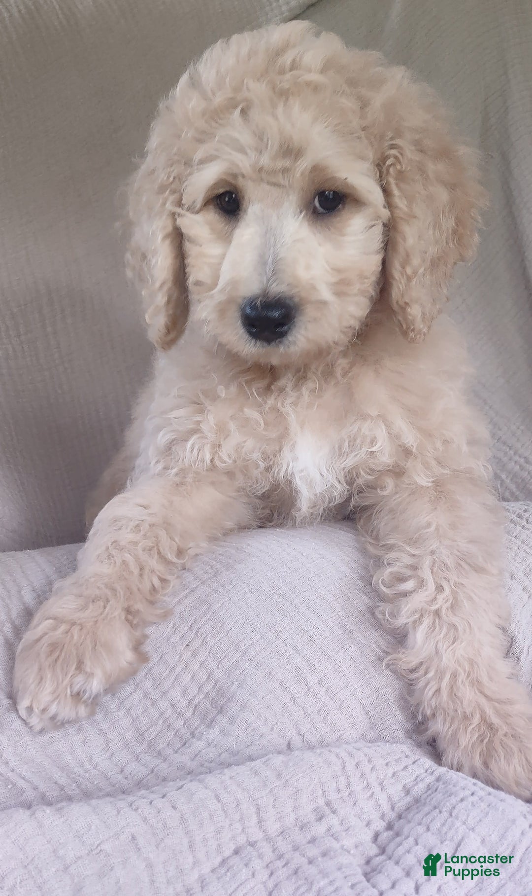 Goldendoodle dogs for sale: Mini Goldendoodle F1b2 - Image 3