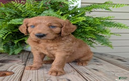 Goldendoodle dogs for sale: Flip - Image 21