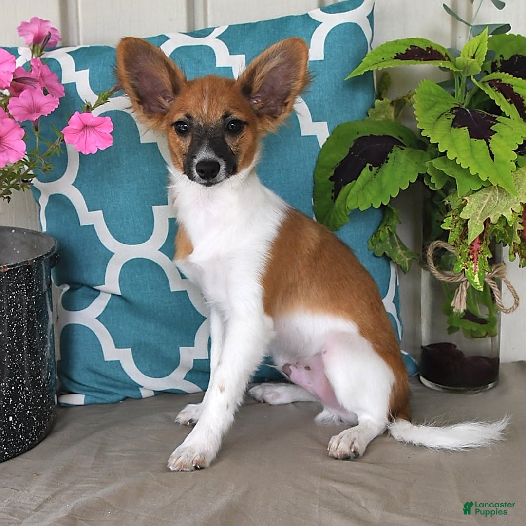 Papillon dogs for sale: Pluto - Image 6