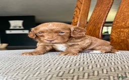 Cavapoo dogs for sale: Reece - Image 3