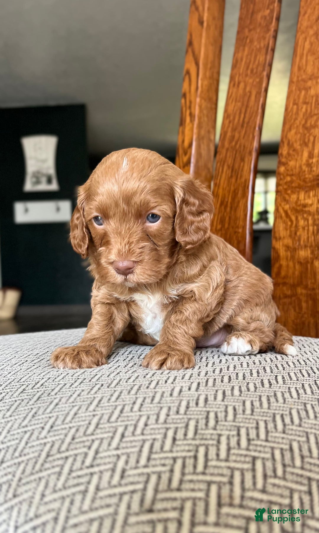Cavapoo dogs for sale: Reece - Image 3