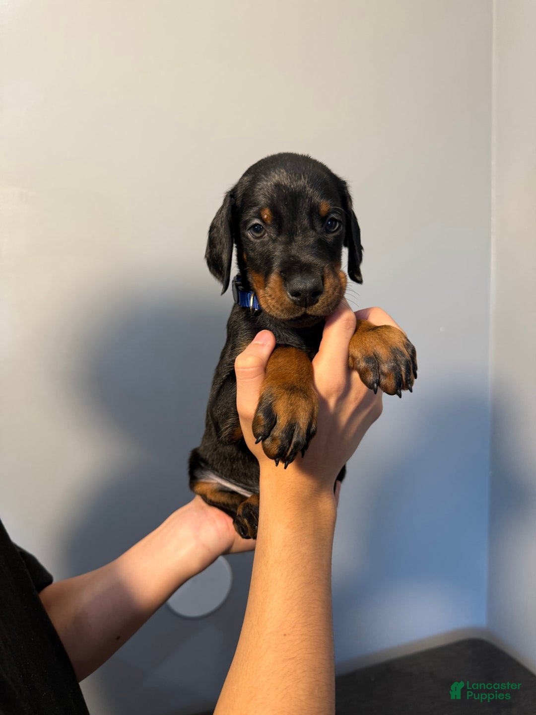 Doberman Pinscher dogs for sale: Blue Collar - Image 11