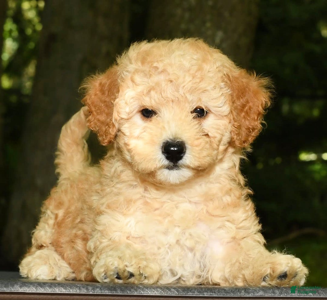 Mini Goldendoodle dogs for sale: Lilly - Image 8