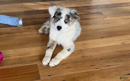 Australian Shepherd dogs for sale: Jojo - Image 14