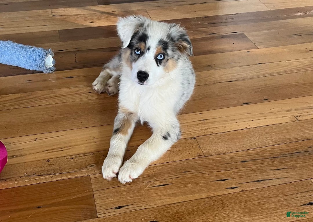 Australian Shepherd dogs for sale: Jojo - Image 14