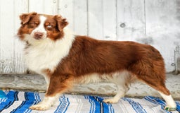 Australian Shepherd dogs for sale: River - Image 11
