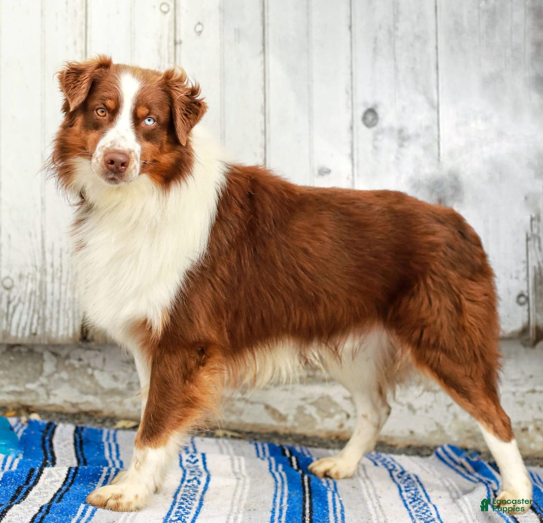 Australian Shepherd dogs for sale: River - Image 11