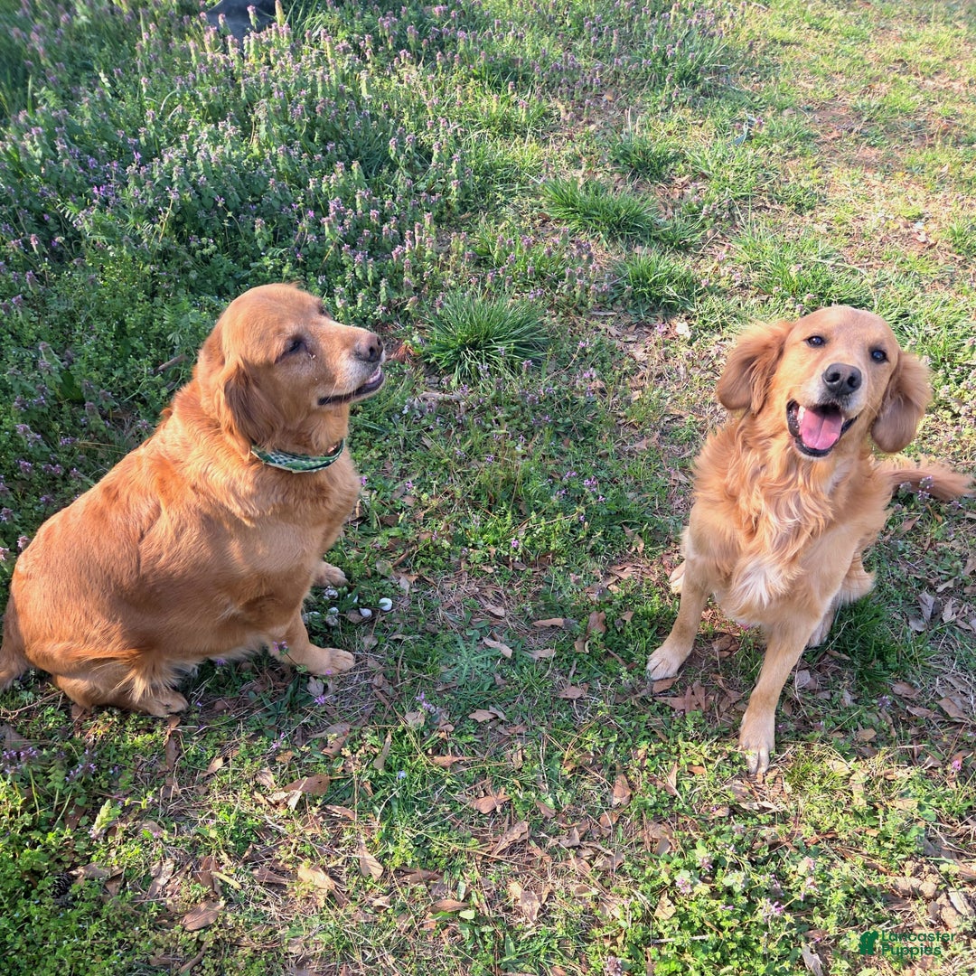 Golden Retriever dogs for sale: Mr. Green 💚 - Image 10