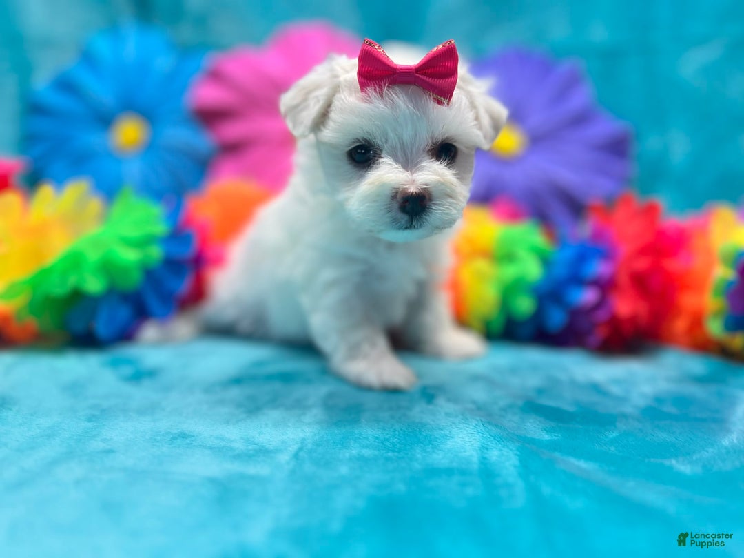 Maltese dogs for sale: AKC pink bow - Image 6